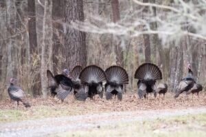 Property Photo: 0 Sandy Pines Road SC 29437