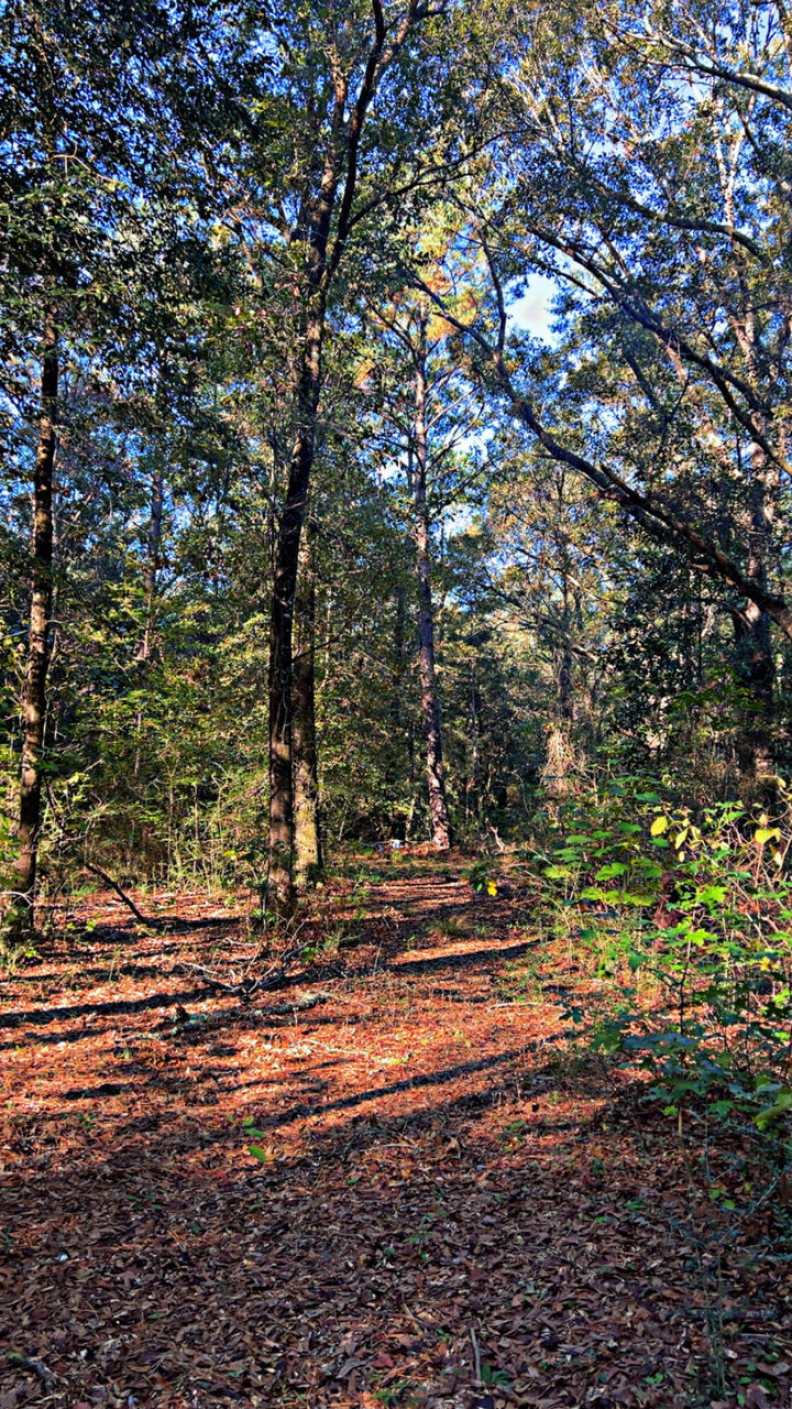 8092 Highway 393  Laurel Hill FL 32567 photo