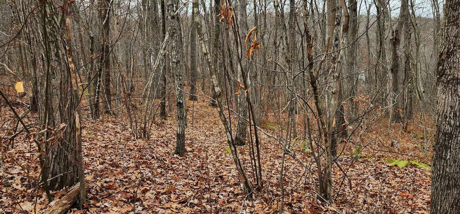 Property Photo:  Richards Road  CT 06757 