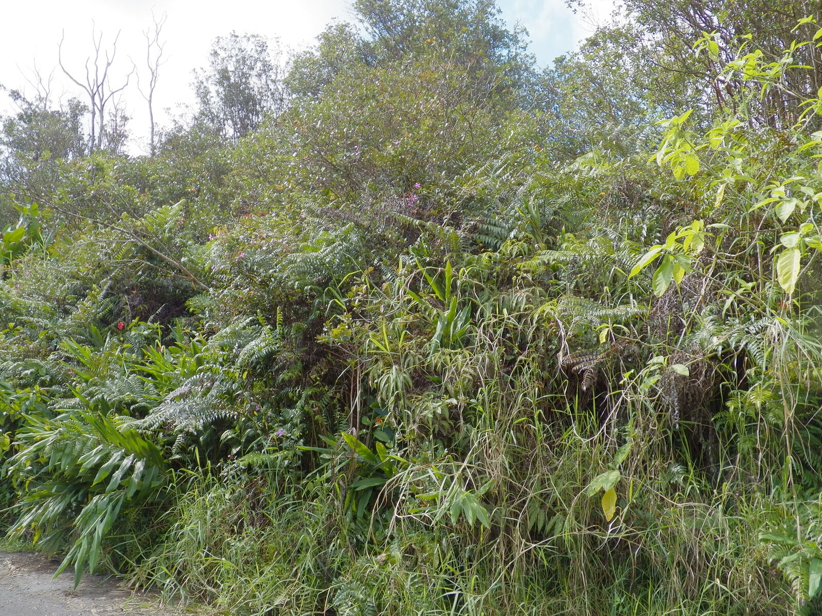 Property Photo: Hilohilo St HI 96785