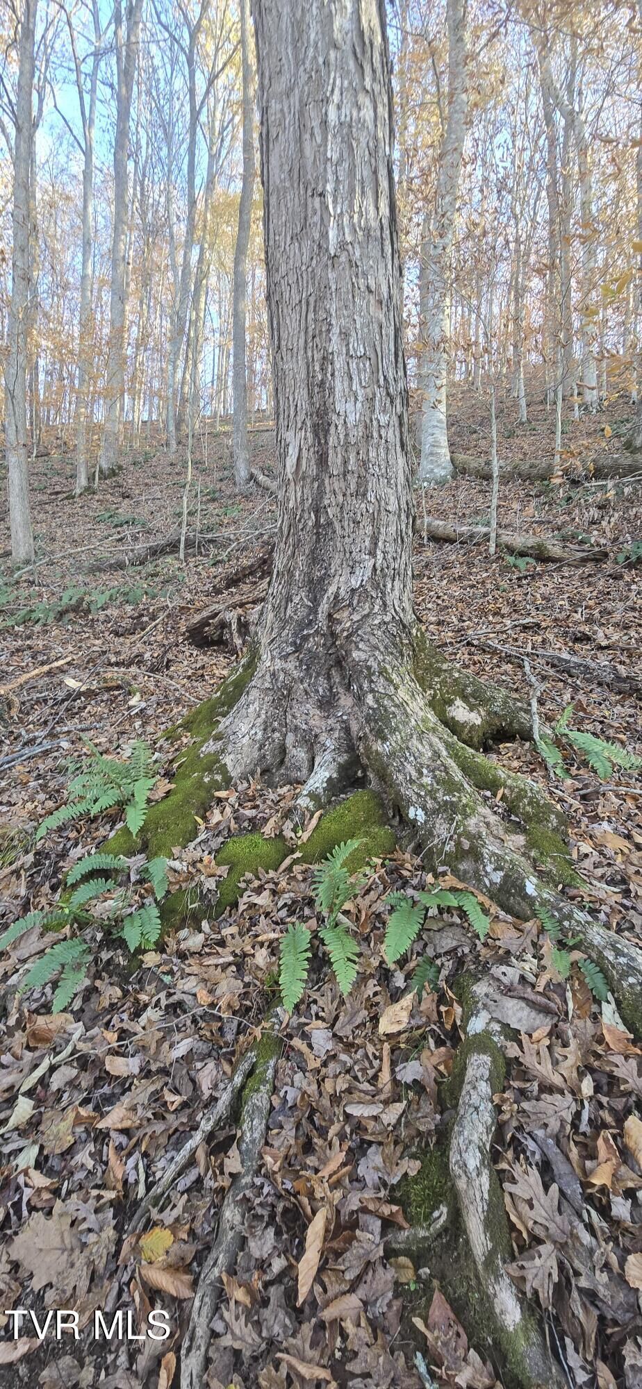 Property Photo:  2351 Line Road  TN 37731 