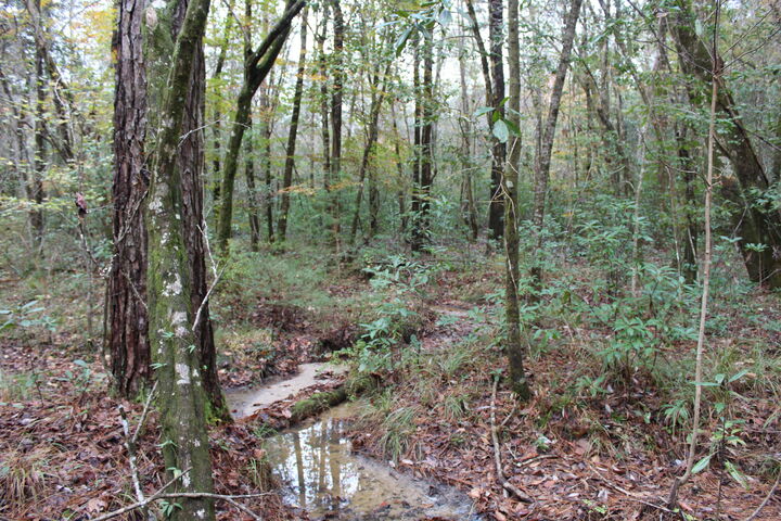 Property Photo: 100ac Co Hwy 183 FL 32455