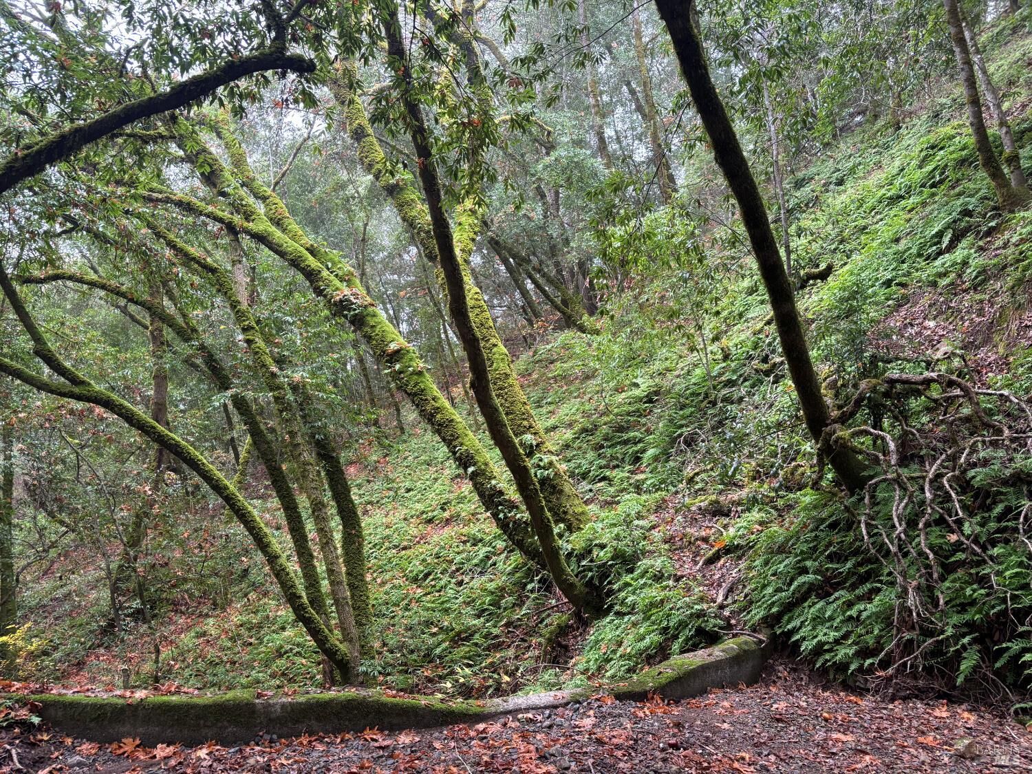 Property Photo:  11285 Dell Avenue  CA 95436 