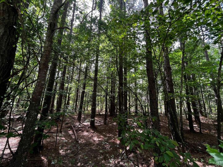 Property Photo:  40 Acres S Sardis- Lot B Road  AR 72011 