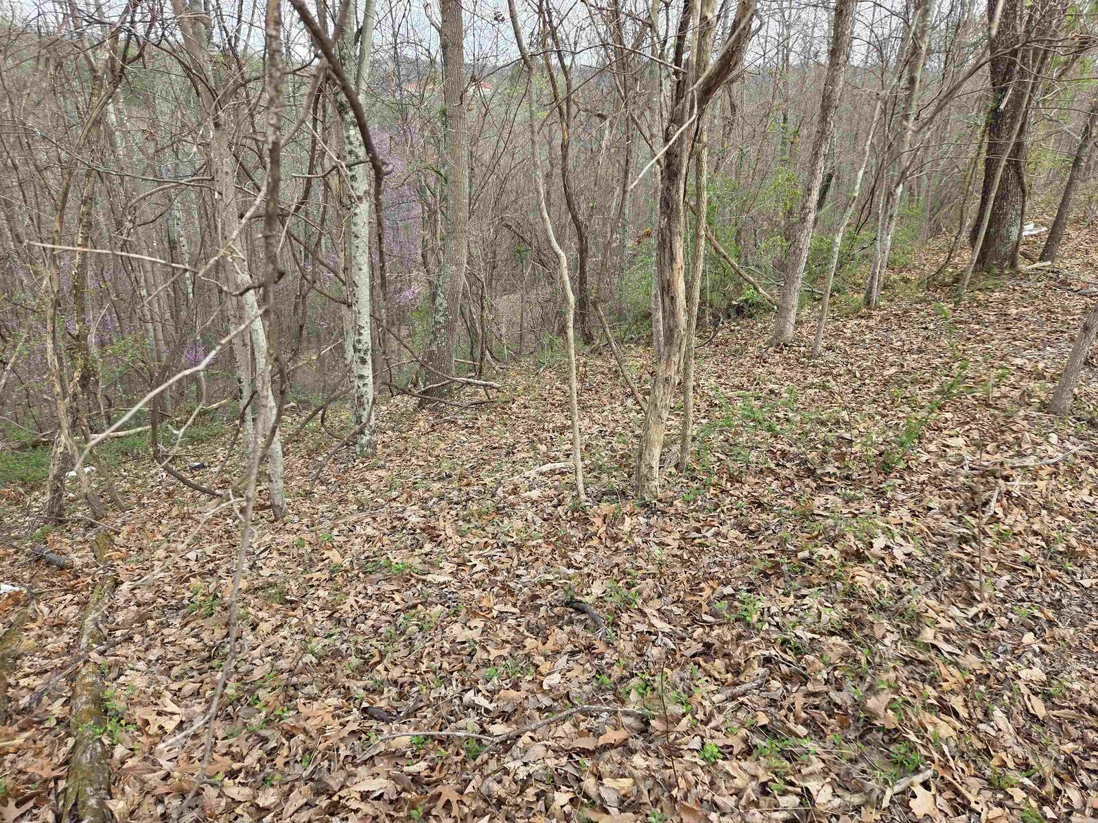 Property Photo:  Kiser Fork Rd  KY 41164 