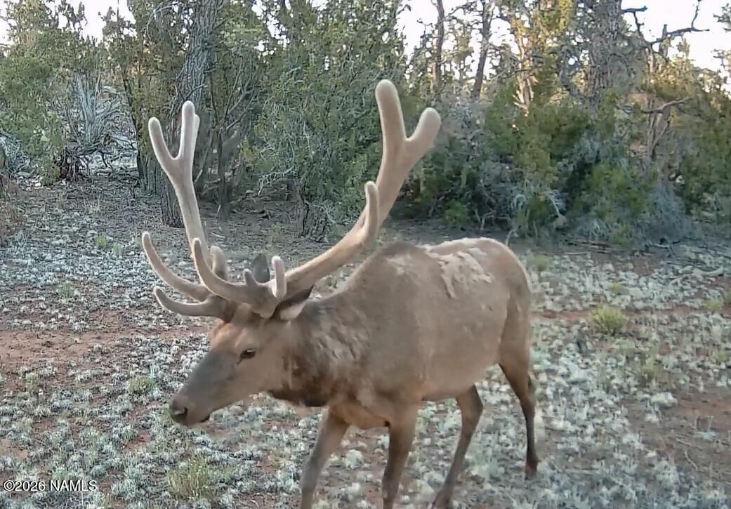 Property Photo:  Lot 186B Bull Run Road  AZ 86046 