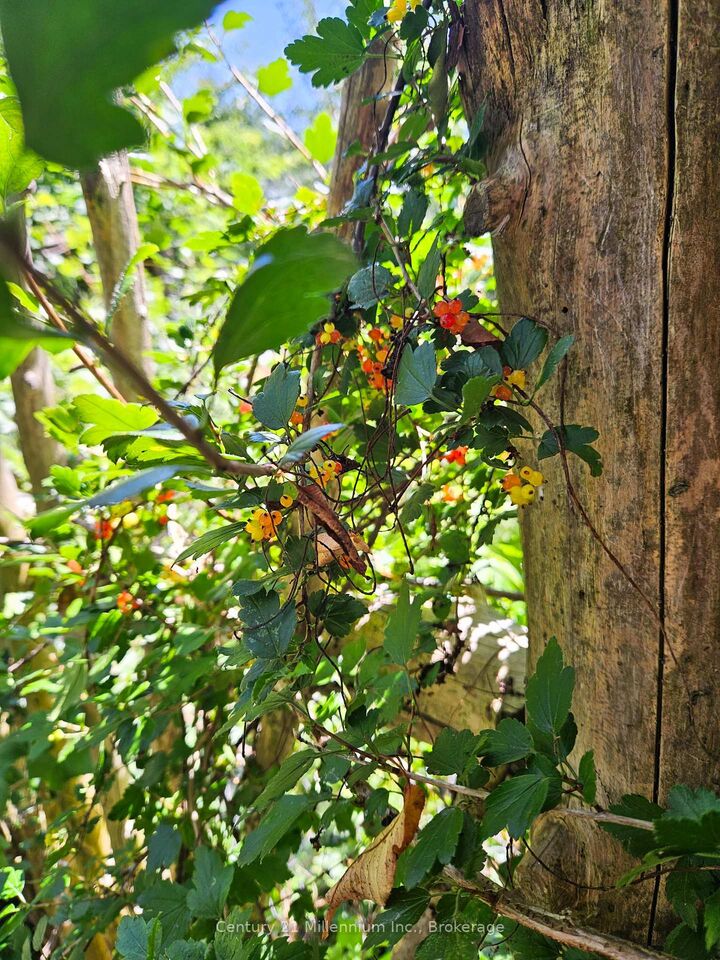 Property Photo:  612608 Sideroad 61 N/A  ON N0G 2A0 