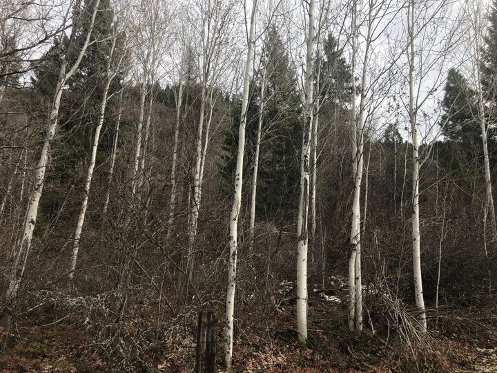 Property Photo: 40xx N Stone Mountain Way WA 99114