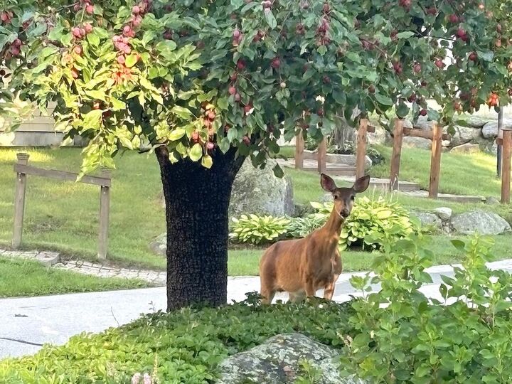 Property Photo:  14 Colonial Square  NH 03458 