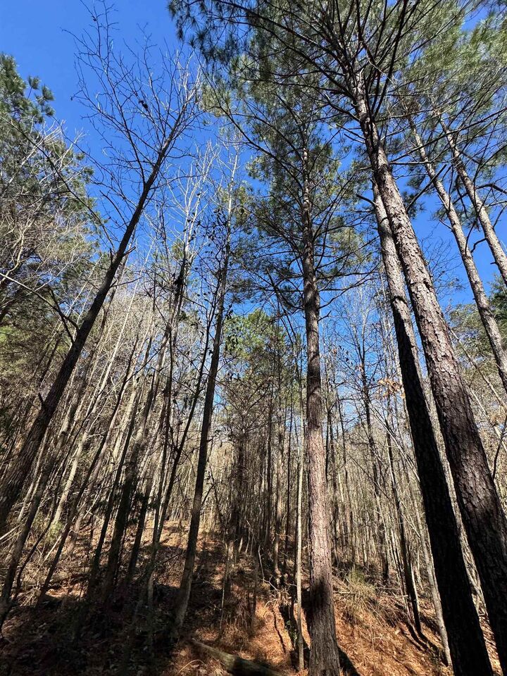 Property Photo:  0000 Farm To Market 1399  TX 75563 