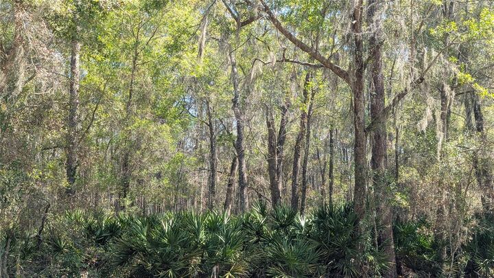 Property Photo:  Tbd NE County Road 234  FL 32641 