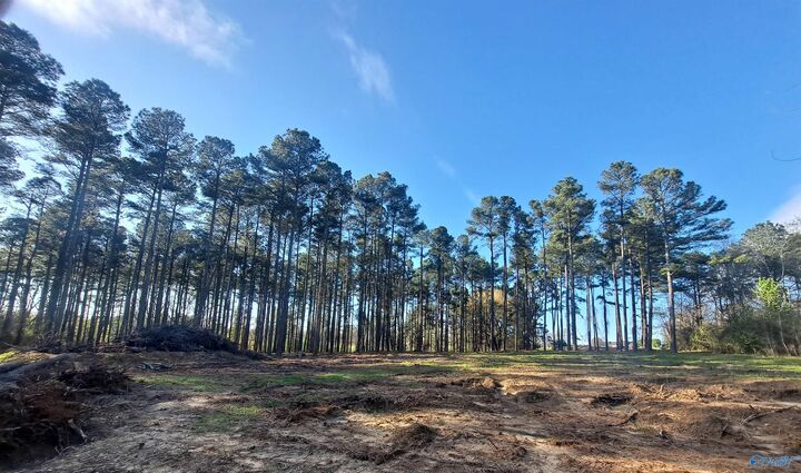 Property Photo:  3.02 Laura Avenue  AL 35951 