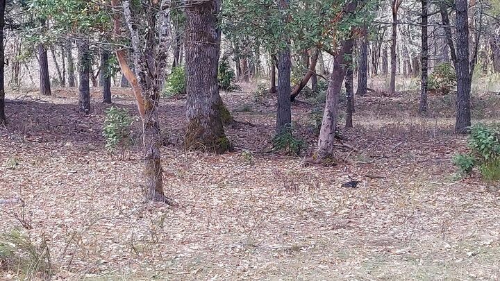 Property Photo:  Redwood Highway  OR 97523 