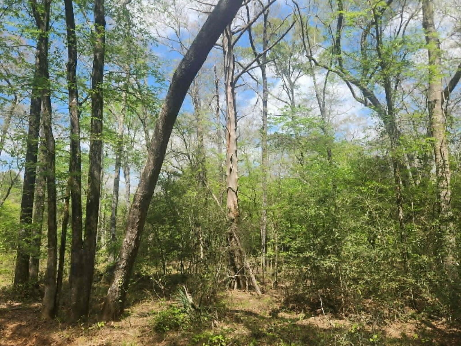 Property Photo:  Tbd Baker Bridge Road  TX 75672 