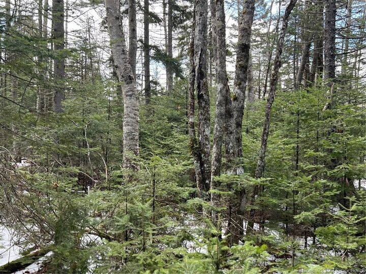 Property Photo:  Lot 1 And 2 Plan 4632 Route 645  NB E6K 2X8 