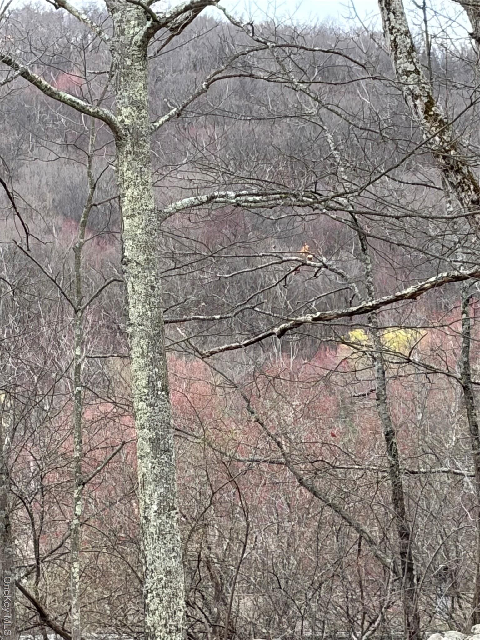 Property Photo:  Fox Mountain  NY 12758 