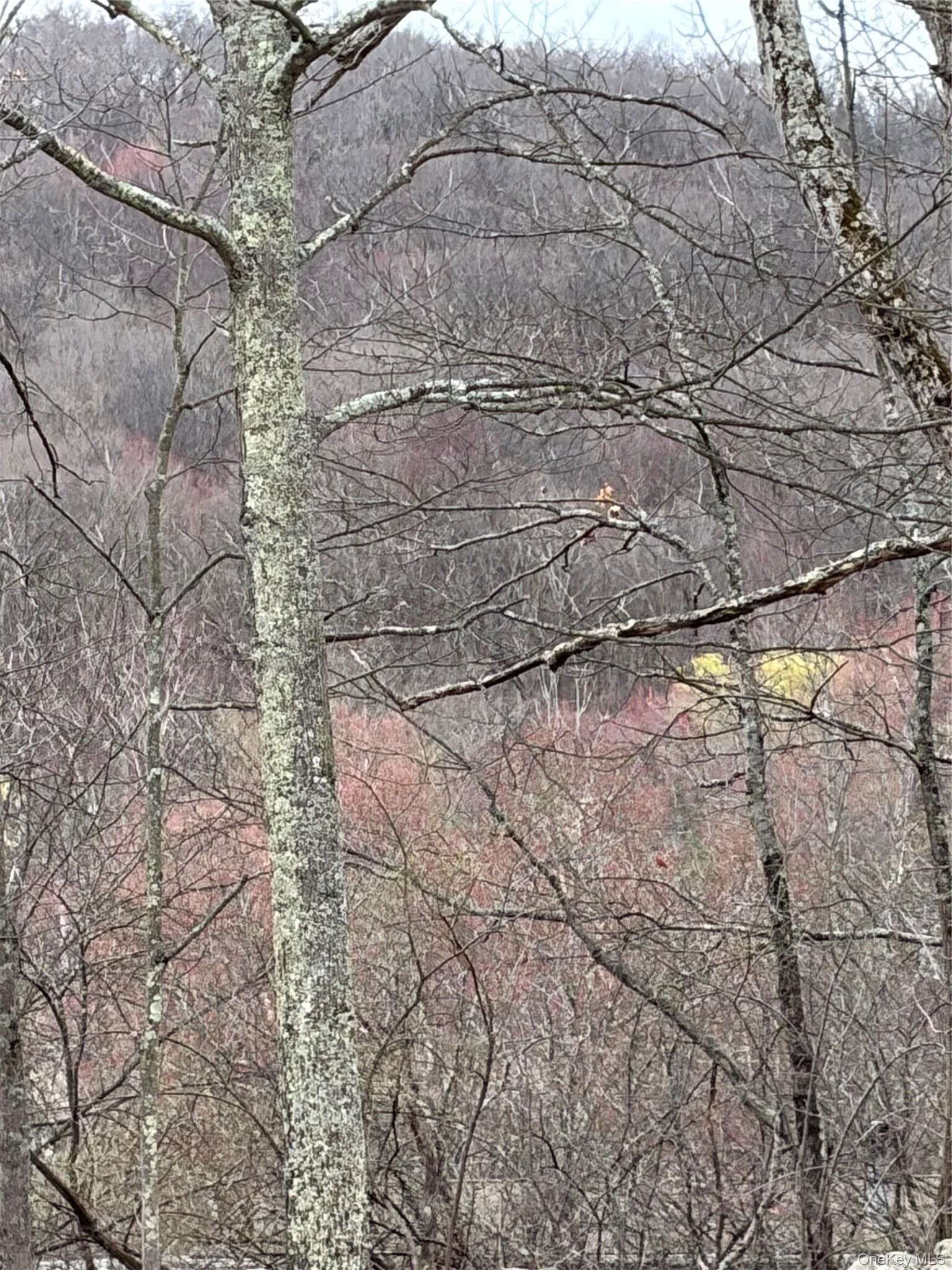 Property Photo:  Fox Mountain  NY 12758 