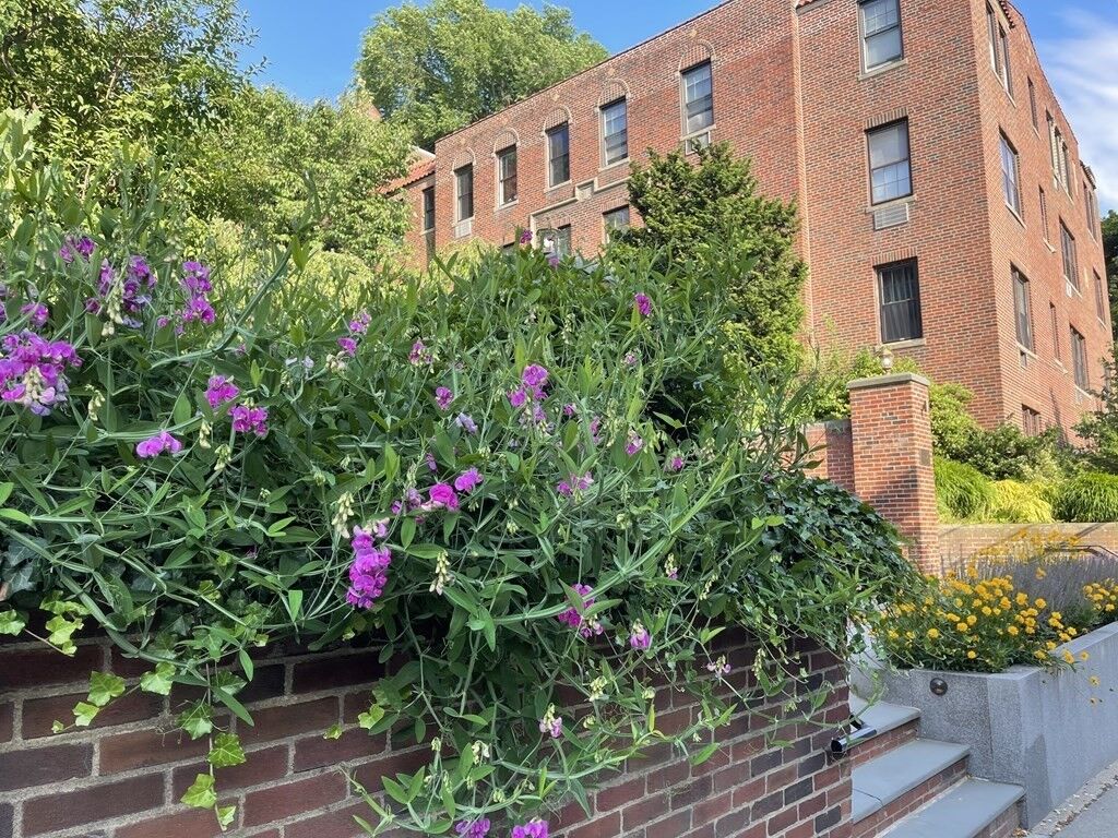 Property Photo:  311 Tappan Street 1  MA 02445 