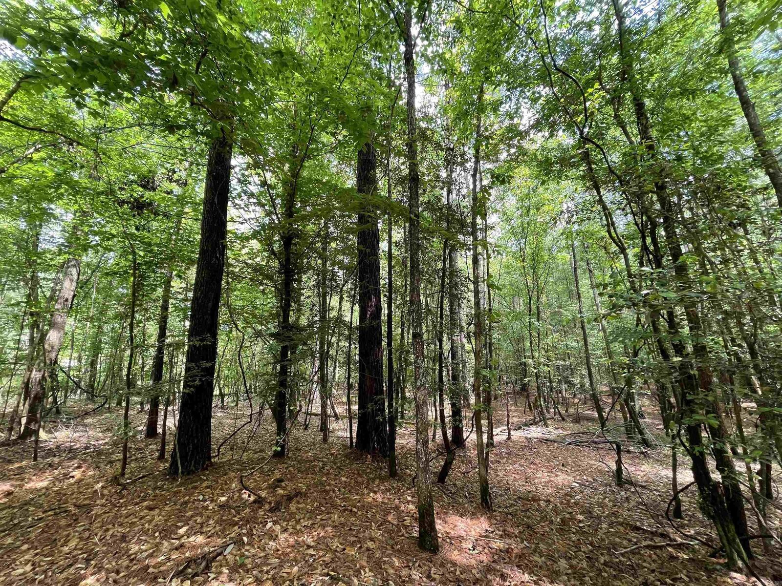 Property Photo:  56.48 Acres Ouachita 387  AR 71701 