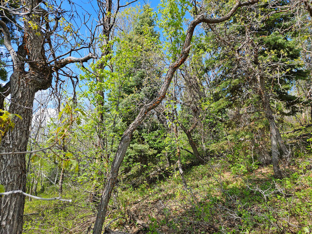 Property Photo:  1246 E North Fork Rd S 1246  UT 84629 