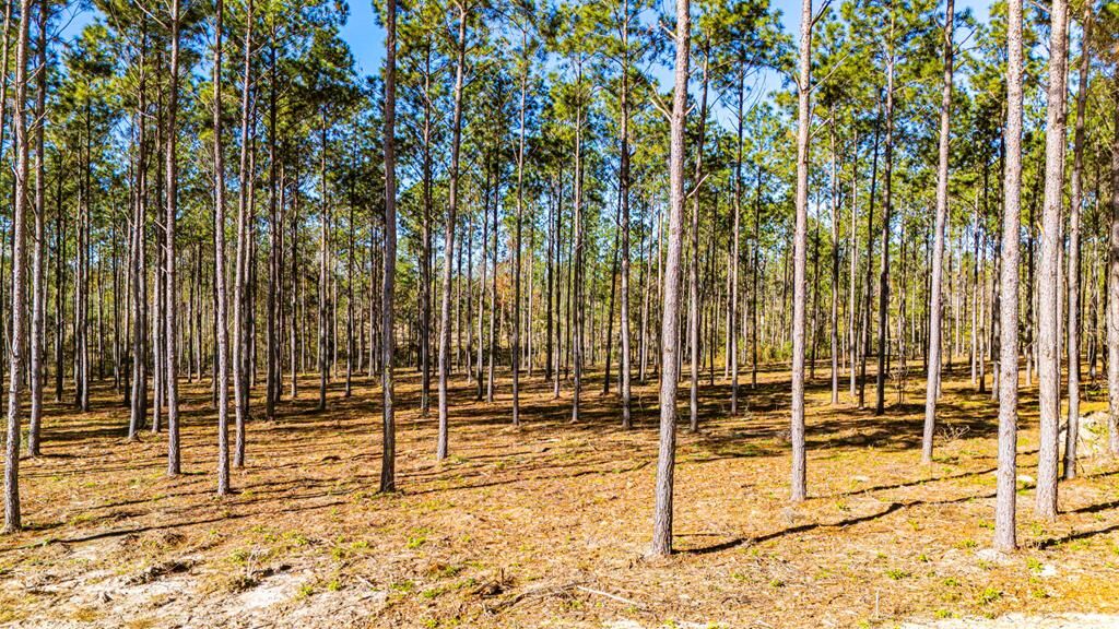 Property Photo:  Lot 13 Big Buck Drive  TX 75960 