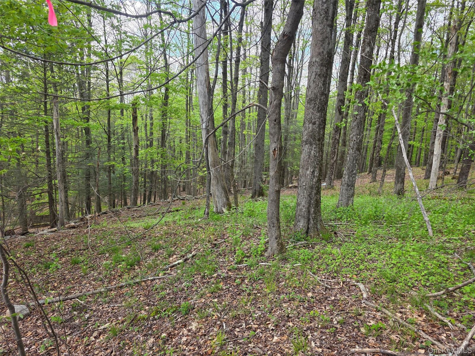 Property Photo:  Wade Road  NY 12733 