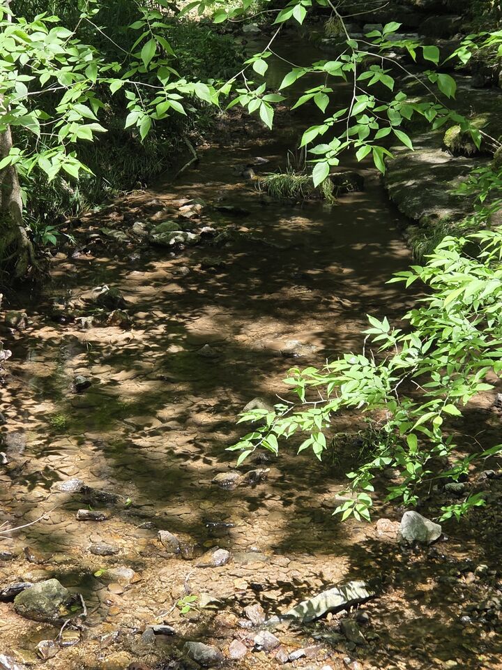 Property Photo: 806 Brandon Hollow TN 37352