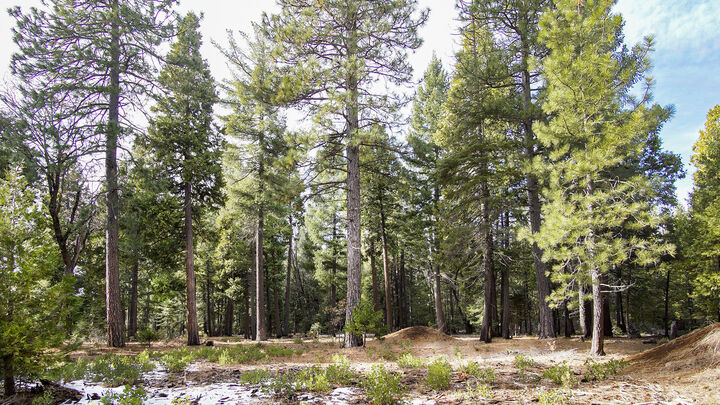 Property Photo:  Lot 1 Ritts Mill Road  CA 96088 