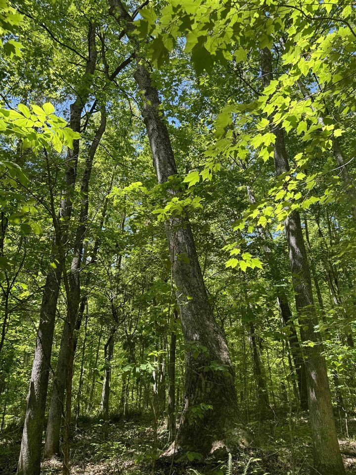 Property Photo:  0 State Route 919  KY 42343 