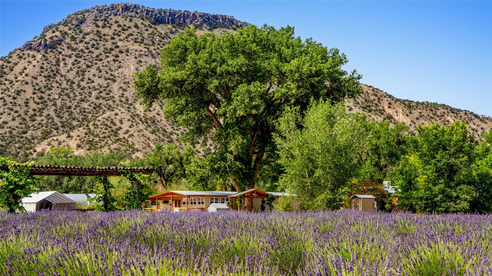 Property Photo:  Purple Adobe Lavender Far 25 Private Drive  1622  NM 87510 