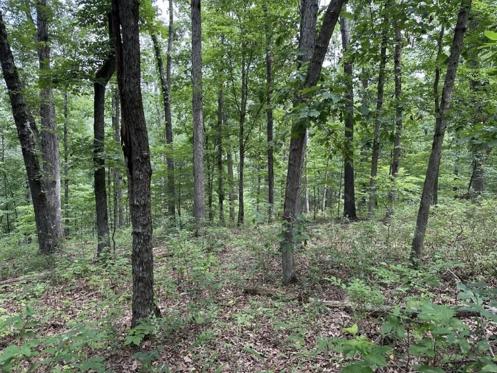 Property Photo: Lot 7 Eccleston Lane AR 72714