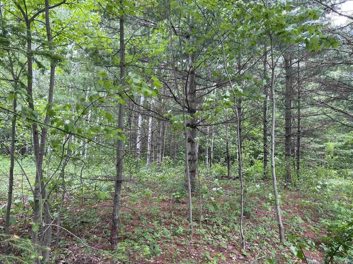 Property Photo: Xxx Rice Ave WI 54814