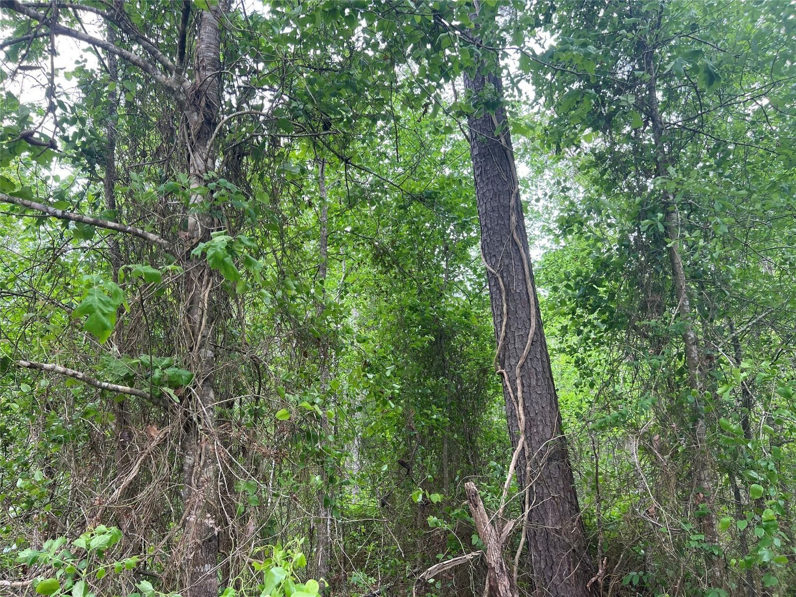 Property Photo: 000 Cemetery Road TX 77575