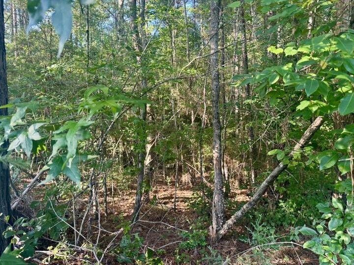 Property Photo: Tbd County Road 1039 TX 75932-9999