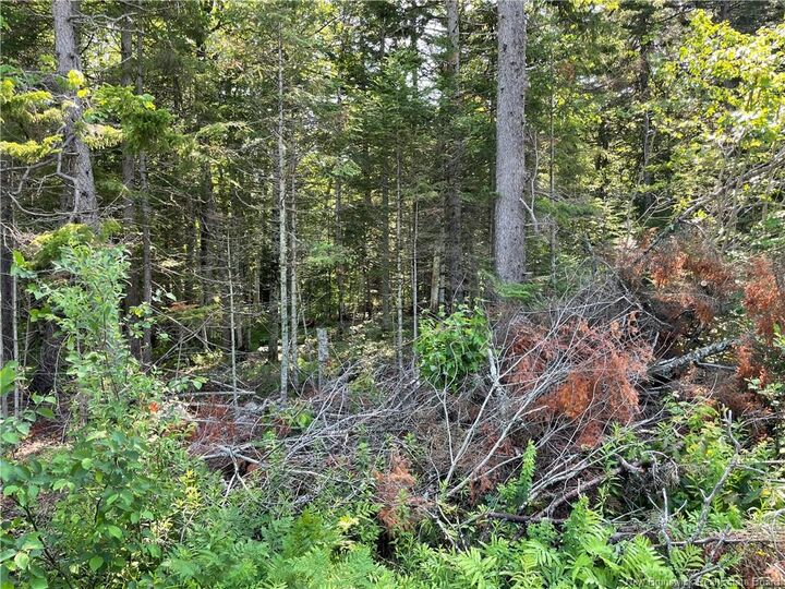 Property Photo:  Lot 2 Route 490  NB E1G 3J4 