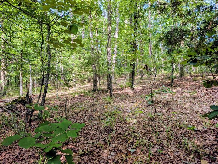 Property Photo:  198 Cathedral Pines  AR 71953 