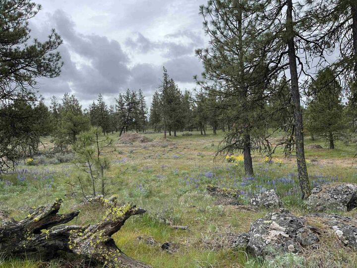 Property Photo: 21xxx S Harrison Rd WA 99008