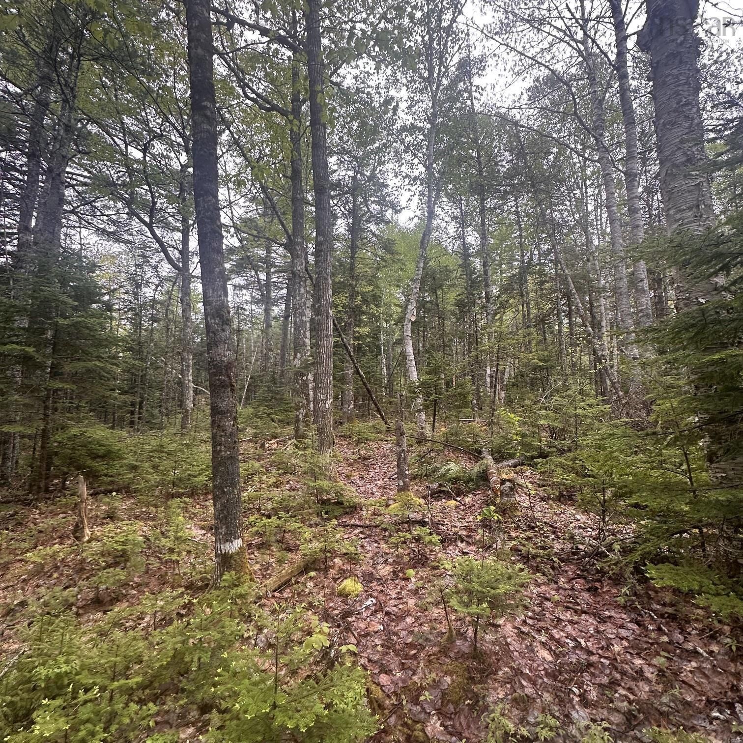 Property Photo:  Lot 22 Moose Pit Road  NS B0T 1B0 