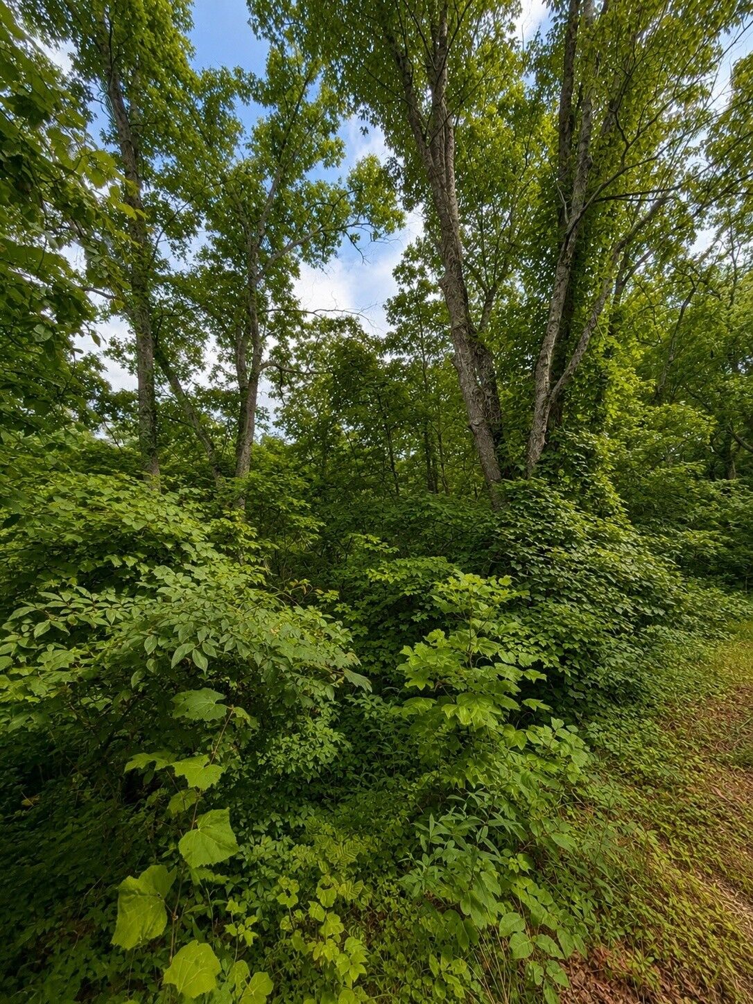 Property Photo:  0 Skyline Dr  TN 37166 