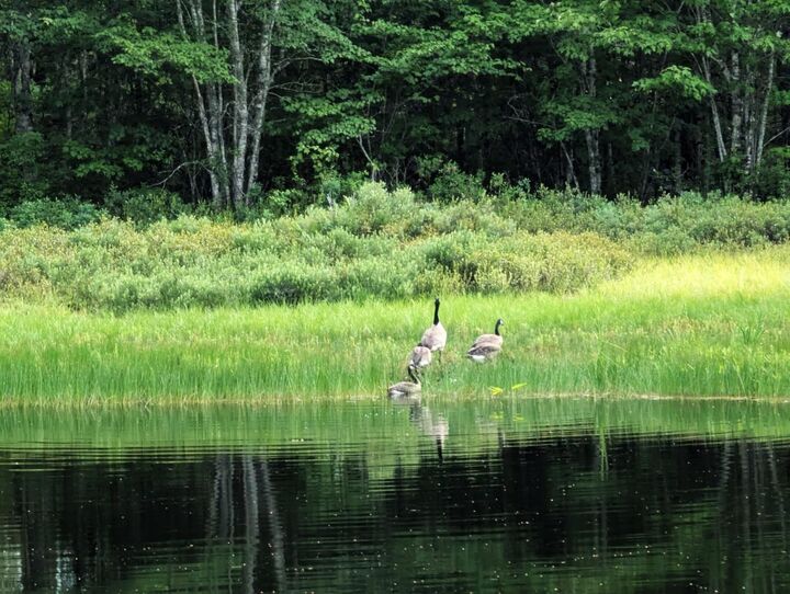 Property Photo:  Lot Highway 203  NS B0T 1W0 