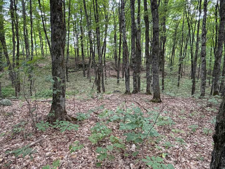 Property Photo:  Part Lot 11 &Amp 12 Chikopi Road  ON P0A 1P0 