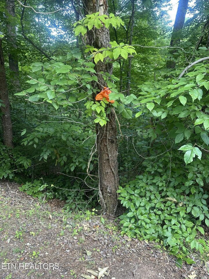 Property Photo:  Dogwood Tr  TN 37807 