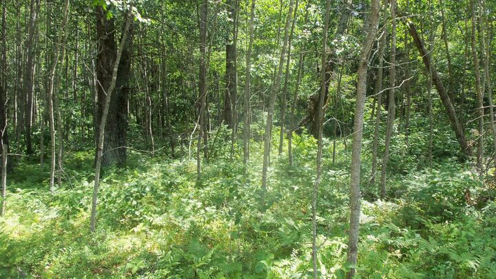Property Photo:  Lot 5 Brch Tree Trl  WI 54801 