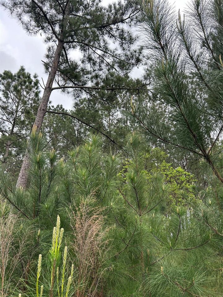 Property Photo:  267 Road 5102  TX 77327 