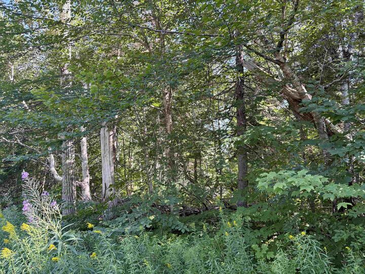 Property Photo: 0 Kingross Crossing Road Big Intervale NS B0E 2C0