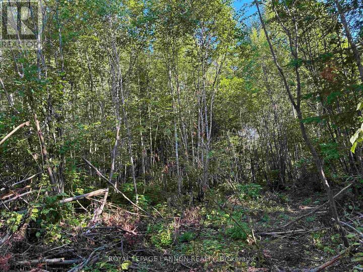 Property Photo:  241 Cloud Lake Road  ON P7L 0A8 