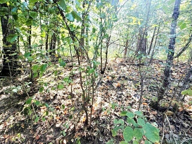 Property Photo:  18886 Sugar Creek Road  AR 72732 