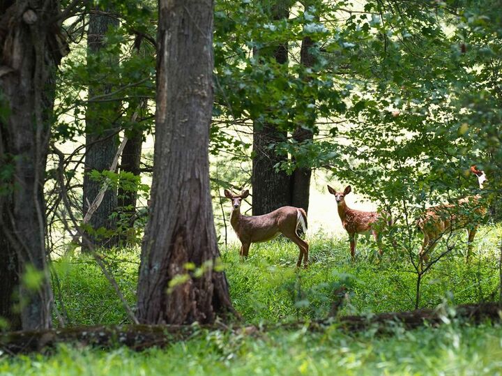 Property Photo: 000 NW Shady Grove Road VA 24380