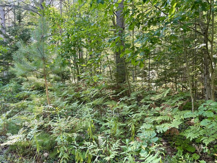 Property Photo: V/L Barbara Avenue MI 49721