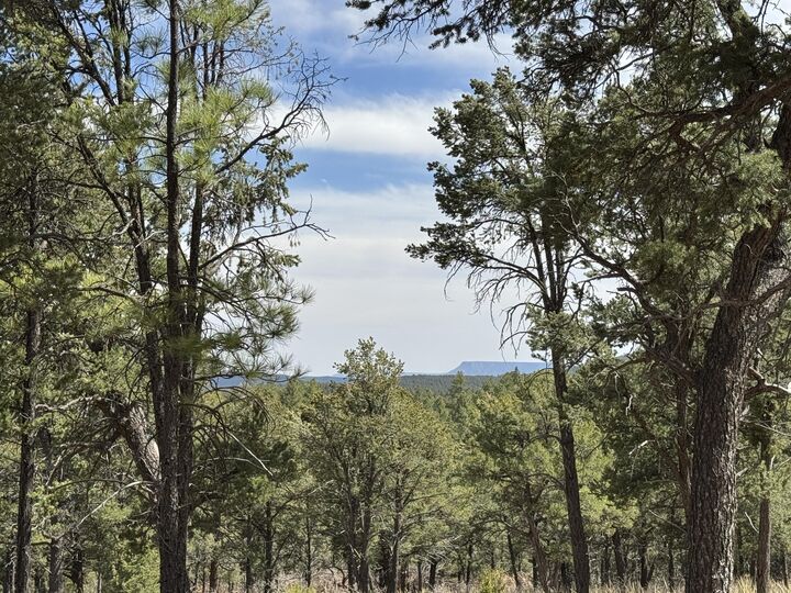 Property Photo: Birds Of A Feather NM 87552
